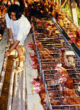 Huehnerfarm, Ban Doi Ngam, Chiang Saen, Chiang Rai  (11.8 K)